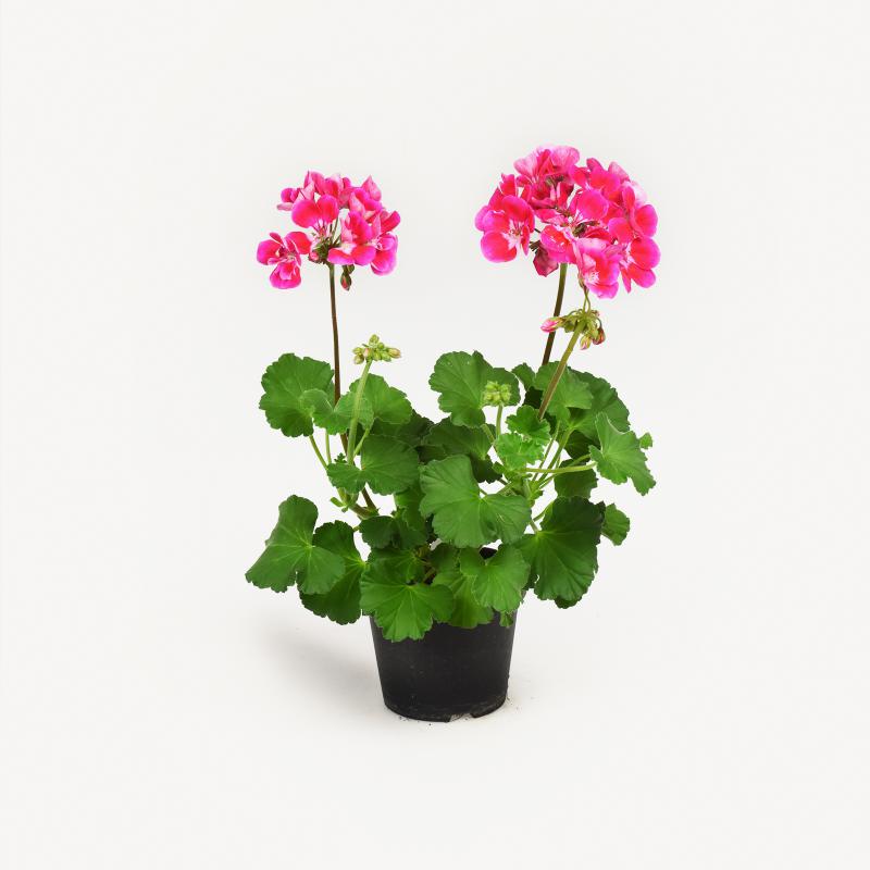 Pelargonie - Vineta