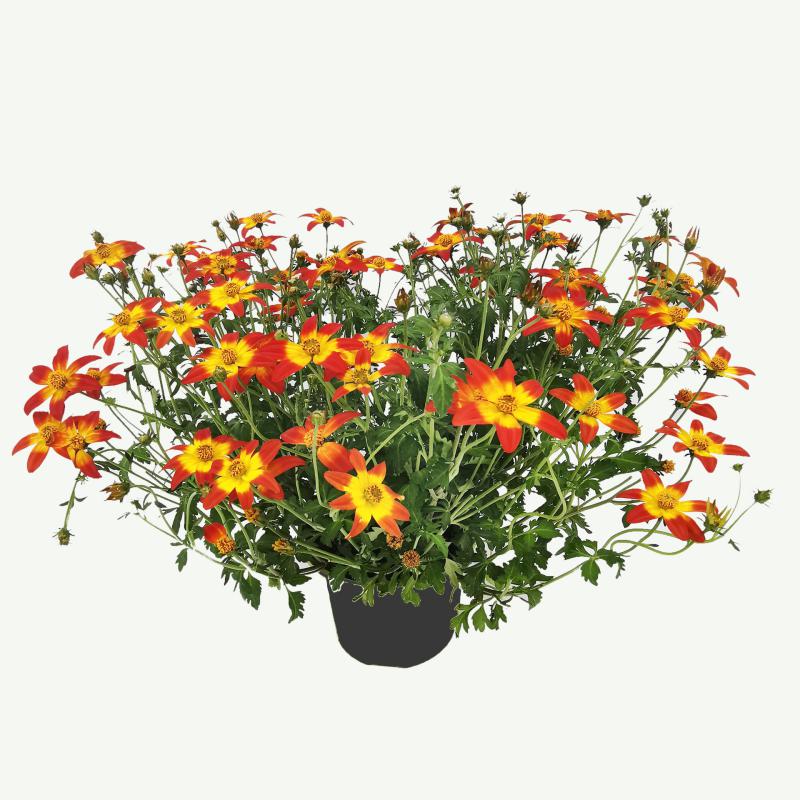 Bidens-Goldmarie