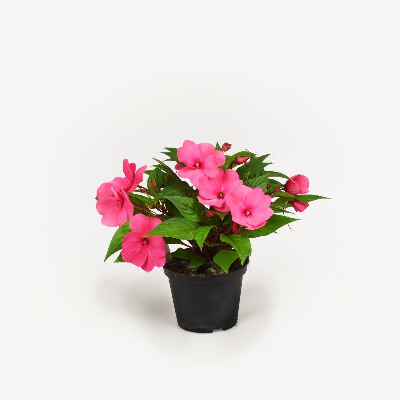 Impatiens New Guinea