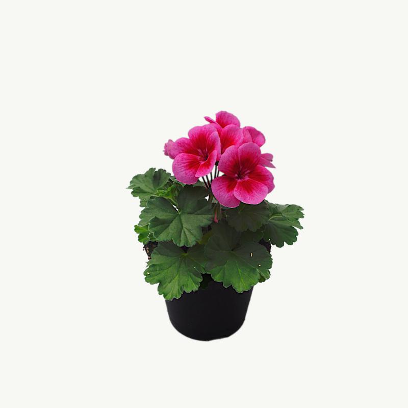 Pelargonie - Tumbao Extra Pink