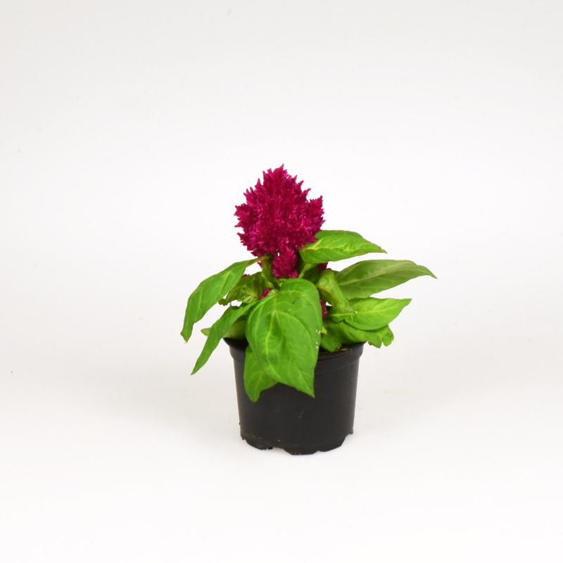 Celosia